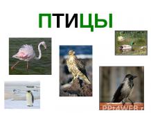 Птицы в России
