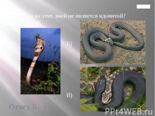 Главная 12. Какая из этих змей не является ядовитой? Назовите её. А) Б) В)