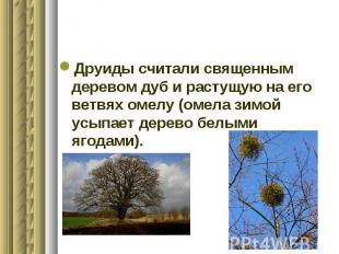 Друиды считали священным деревом дуб и растущую на его ветвях омелу (омела зимой