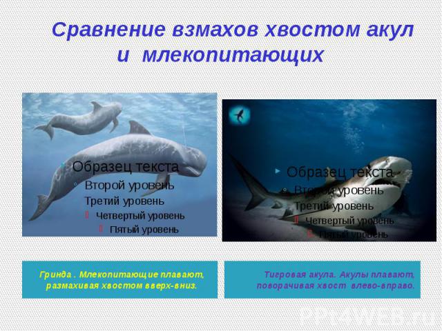 Сравнение взмахов хвостом акул и млекопитающих Гринда . Млекопитающие плавают, размахивая хвостом вверх-вниз.