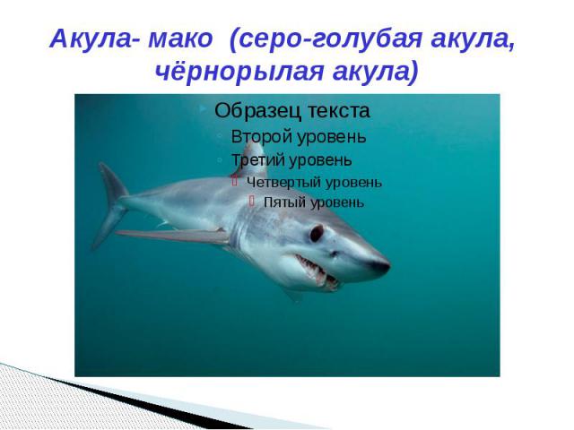 Акула- мако (серо-голубая акула, чёрнорылая акула)