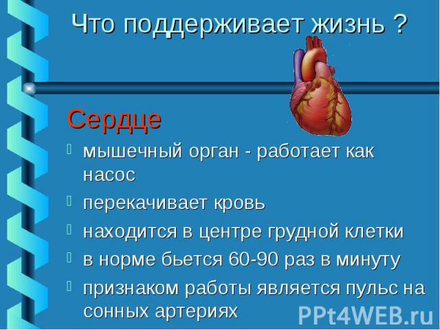 Что поддерживает жизнь ? Сердце мышечный орган - работает как насос перекачивает кровь находится в центре грудной клетки в норме бьется 60-90 раз в минуту признаком работы является пульс на сонных артериях