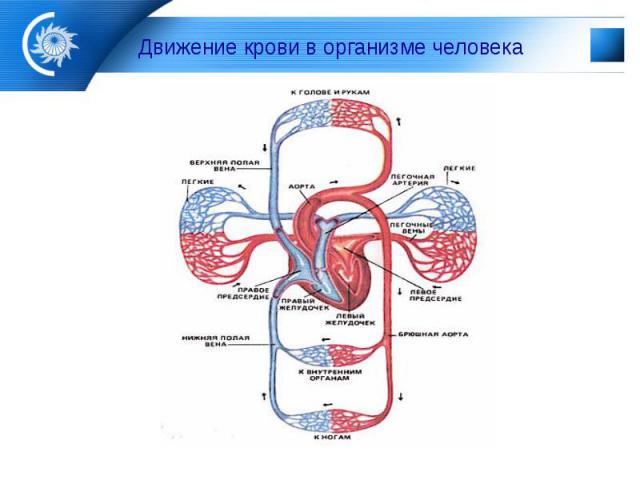 Движение крови в организме человека