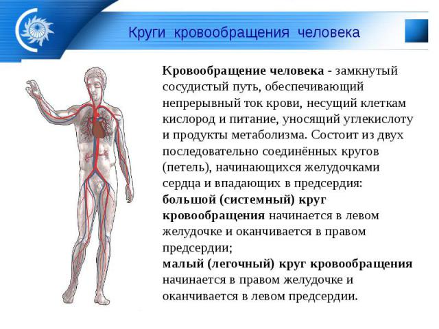 Круги кровообращения человека