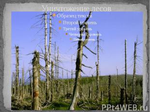 Уничтожение лесов