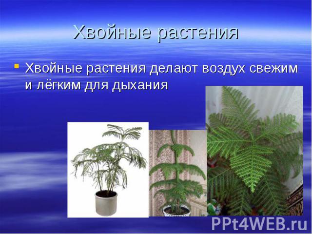 Хвойные растения делают воздух свежим и лёгким для дыхания Хвойные растения делают воздух свежим и лёгким для дыхания