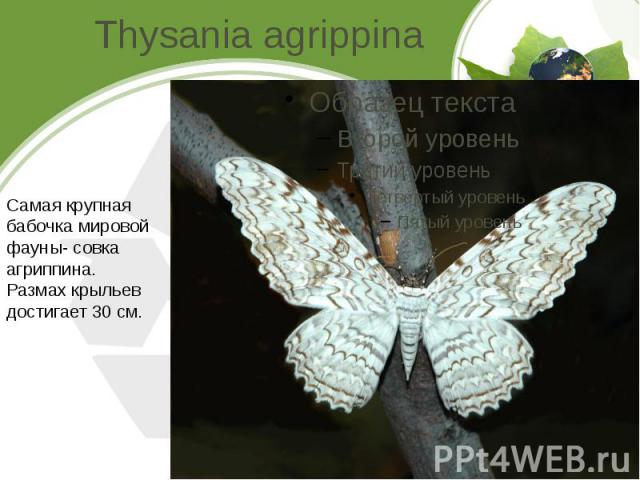 Thysania agrippina