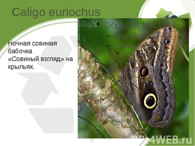 Caligo euriochus