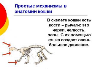 Простые механизмы в анатомии кошки В скелете кошки есть кости – рычаги: это чере