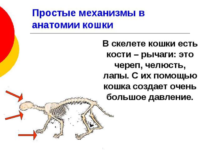 Простые механизмы в анатомии кошки В скелете кошки есть кости – рычаги: это череп, челюсть, лапы. С их помощью кошка создает очень большое давление.