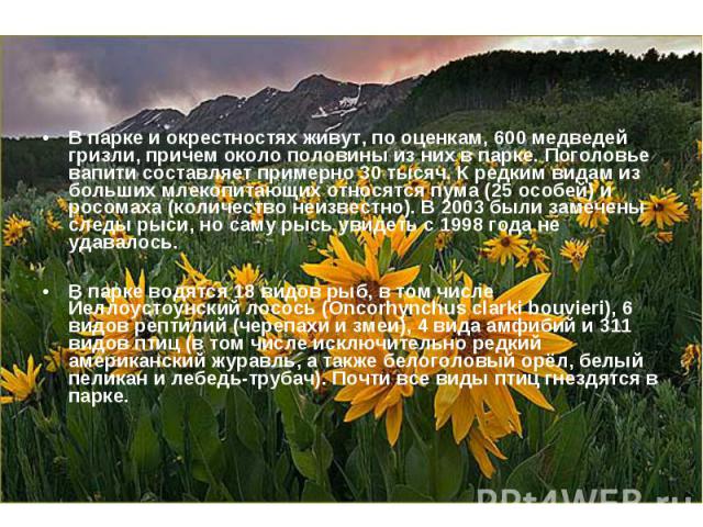 В парке и окрестностях живут, по оценкам, 600 медведей гризли, причем около половины из них в парке. Поголовье вапити составляет примерно 30 тысяч. К редким видам из больших млекопитающих относятся пума (25 особей) и росомаха (количество неизвестно)…