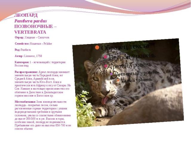 ЛЕОПАРД Panthera pardus ПОЗВОНОЧНЫЕ – VERTEBRATA Отряд: Хищные – Carnivora Семейство: Кошачьи – Felidae Род: Panthera Автор: Linnaeus, 1758 Категория: 1 - исчезающий с территории России вид Распространение: Ареал леопарда занимает значительную часть…