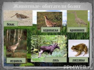 Животные- обитатели болот