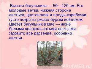 Высота багульника — 50—120 см. Его молодые ветви, нижняя сторона листьев, цветон