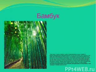 Бамбук Когда говорят о тканях из бамбука, то имеют в виду натуральные волокна, с