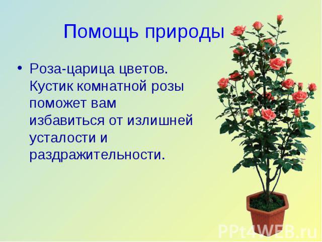 Роза-царица цветов. Кустик комнатной розы поможет вам избавиться от излишней усталости и раздражительности. Роза-царица цветов. Кустик комнатной розы поможет вам избавиться от излишней усталости и раздражительности.