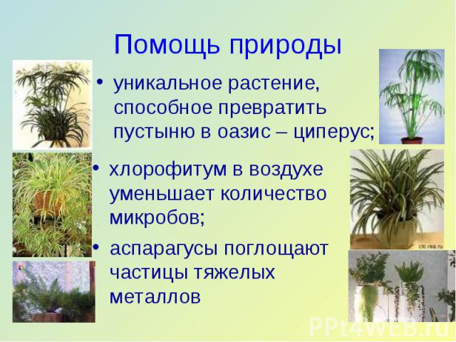 уникальное растение, способное превратить пустыню в оазис – циперус; уникальное растение, способное превратить пустыню в оазис – циперус;