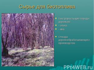 Быстрорастущие породы деревьев: Быстрорастущие породы деревьев: - ольха - ива От
