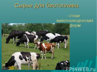- стоки животноводческих ферм - стоки животноводческих ферм