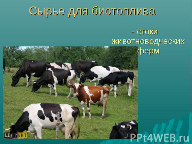 - стоки животноводческих ферм - стоки животноводческих ферм
