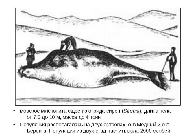 морское млекопитающее из отряда сирен (Sirenia), длина тела от 7,5 до 10 м, масса до 4 тонн Популяция располагалась на двух островах: о-в Медный и о-в Беренга. Популяция из двух стад насчитывала 2000 особей.