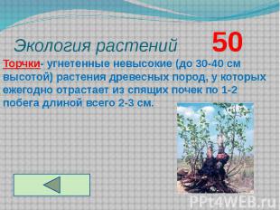 Экология растений 50