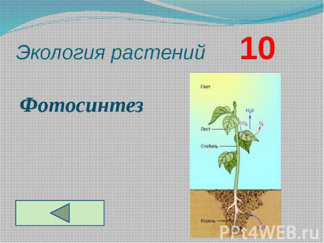 Экология растений 10 Фотосинтез