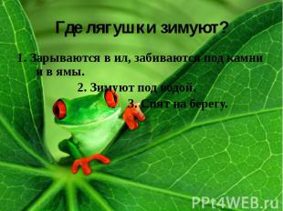 Где лягушки зимуют? 1. Зарываются в ил, забиваются под камни и в ямы. 2. Зимуют