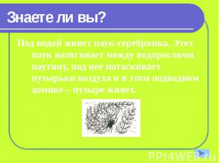 Знаете ли вы? Под водой живет паук-серебрянка. Этот паук натягивает между водоро