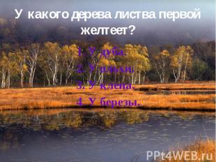 У какого дерева листва первой желтеет? 1. У дуба. 2. У ольхи. 3. У клена. 4. У б