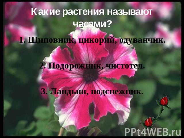 Какие растения называют часами? 1. Шиповник, цикорий, одуванчик. 2. Подорожник, чистотел. 3. Ландыш, подснежник.