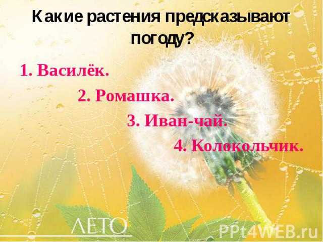 Какие растения предсказывают погоду? 1. Василёк. 2. Ромашка. 3. Иван-чай. 4. Колокольчик.