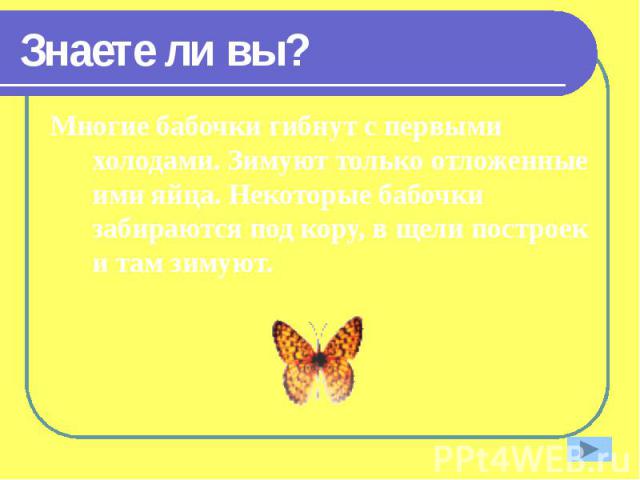 Знаете ли вы? Многие бабочки гибнут с первыми холодами. Зимуют только отложенные ими яйца. Некоторые бабочки забираются под кору, в щели построек и там зимуют.