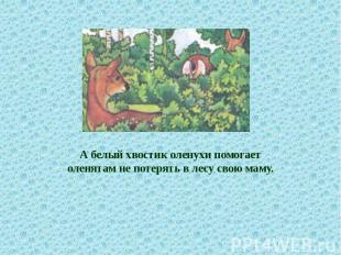 А белый хвостик оленухи помогает оленятам не потерять в лесу свою маму.