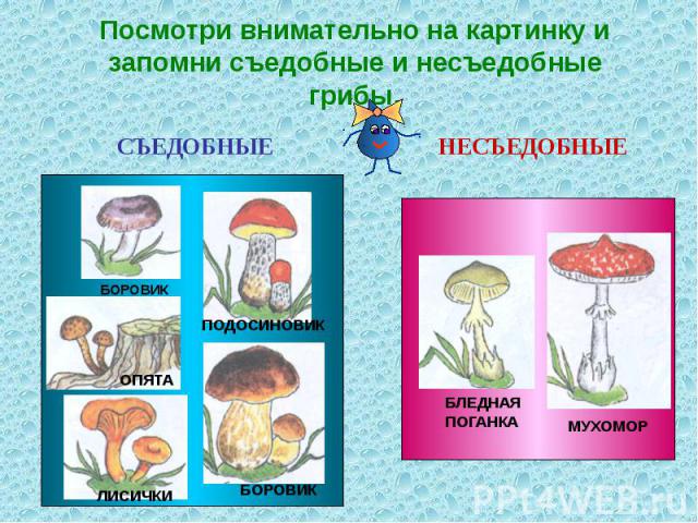 Посмотри внимательно на картинку и запомни съедобные и несъедобные грибы.