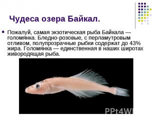 Пожалуй, самая экзотическая рыба Байкала — голомянка. Бледно-розовые, с перламут