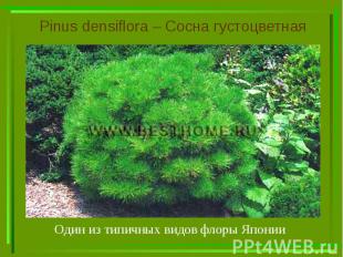 Pinus densiflora – Сосна густоцветная