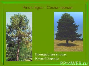 Pinus nigra – Сосна черная