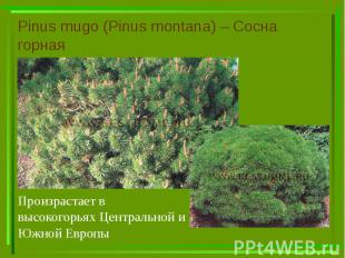 Pinus mugo (Pinus montana) – Сосна горная