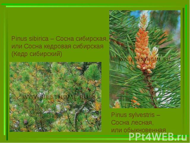 Pinus sibirica – Сосна сибирская, или Сосна кедровая сибирская (Кедр сибирский)