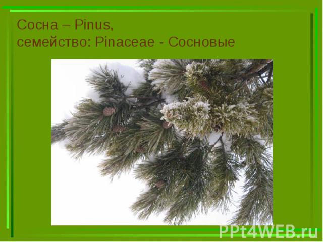 Сосна – Pinus, семейство: Pinaceae - Сосновые