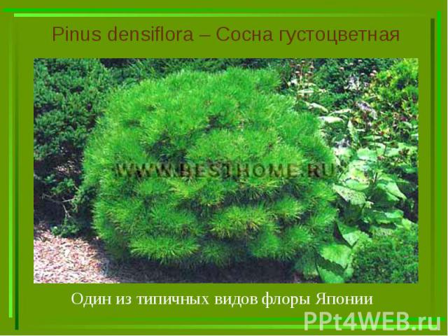 Pinus densiflora – Сосна густоцветная