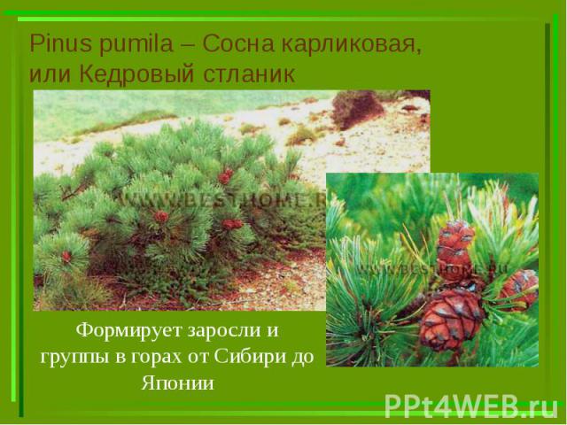 Pinus pumila – Сосна карликовая, или Кедровый стланик