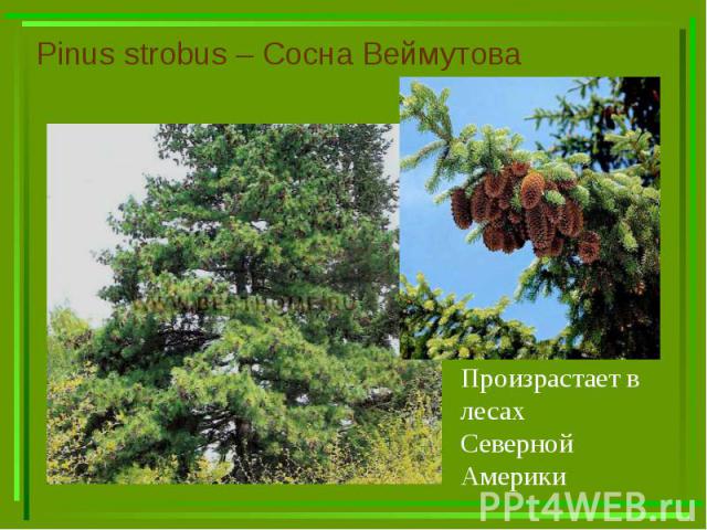 Pinus strobus – Сосна Веймутова
