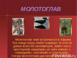 МОЛОТОГЛАВ Молотоглав тоже встречается в Африке. Эта птица очень любит комфорт.