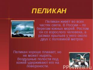 ПЕЛИКАН Пеликан живёт во всех частях света. В России – по берегам южных морей. Р