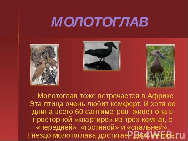 МОЛОТОГЛАВ Молотоглав тоже встречается в Африке. Эта птица очень любит комфорт. И хотя её длина всего 60 сантиметров, живёт она в просторной «квартире» из трёх комнат, с «передней», «гостиной» и «спальней». Гнездо молотоглава достигает двух метров.