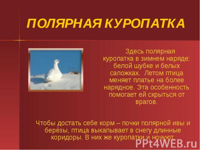 ПОЛЯРНАЯ КУРОПАТКА Здесь полярная куропатка в зимнем наряде: белой шубке и белых сапожках. Летом птица меняет платье на более нарядное. Эта особенность помогает ей скрыться от врагов.