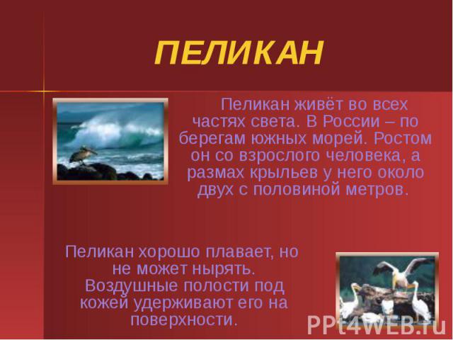 ПЕЛИКАН Пеликан живёт во всех частях света. В России – по берегам южных морей. Ростом он со взрослого человека, а размах крыльев у него около двух с половиной метров.