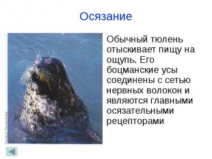 Осязание Обычный тюлень отыскивает пищу на ощупь. Его боцманские усы соединены с